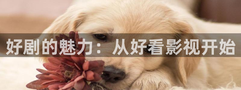 紅葉影視app官方下載：好劇的魅力：從好看影視開始